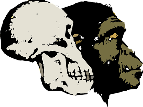 Evolutionary Transition Skull Art PNG image