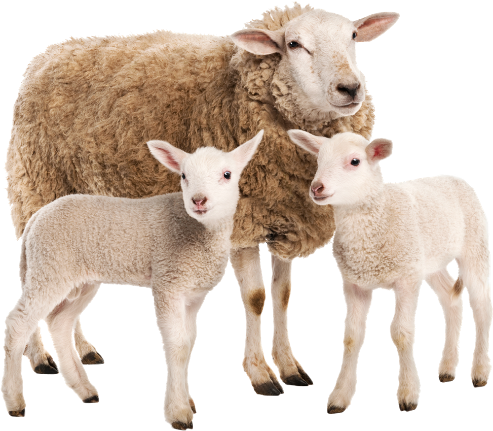 Eweand Lambs Family Portrait PNG image