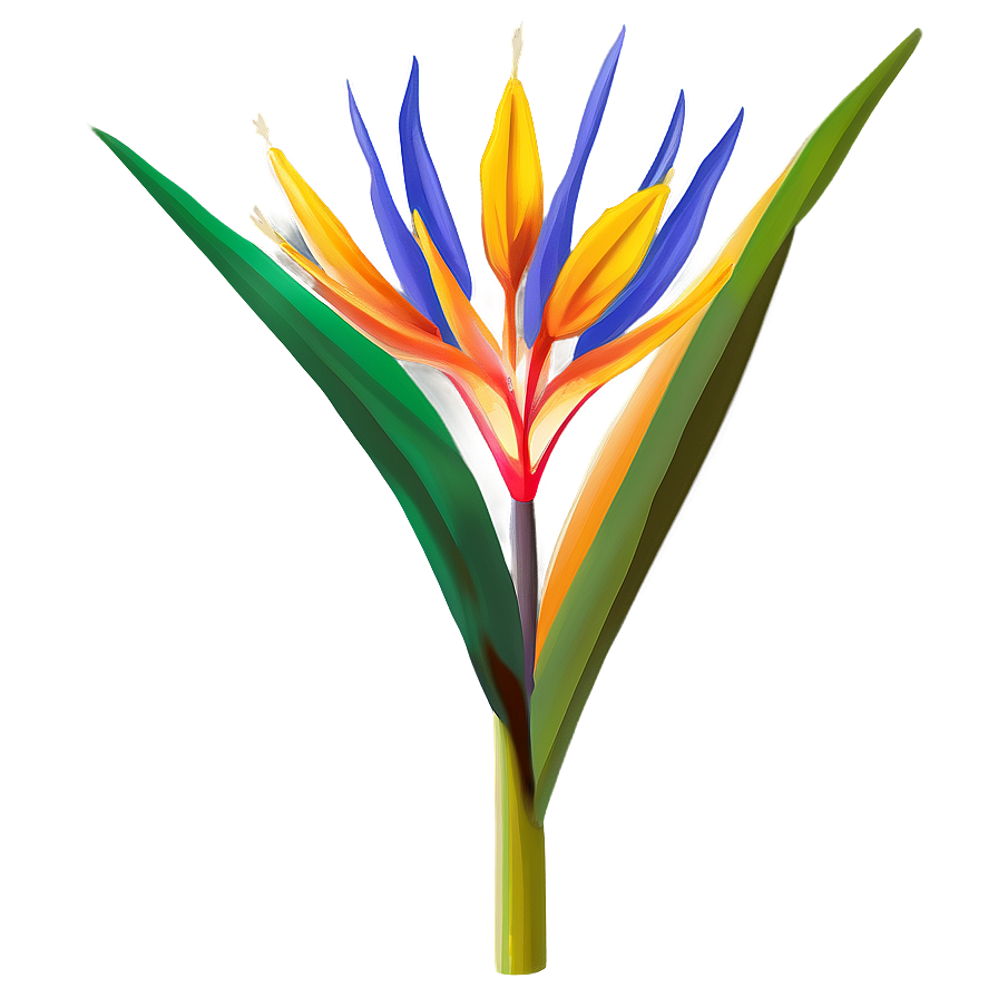 Exotic Bird Of Paradise Plant Png 06212024 PNG image