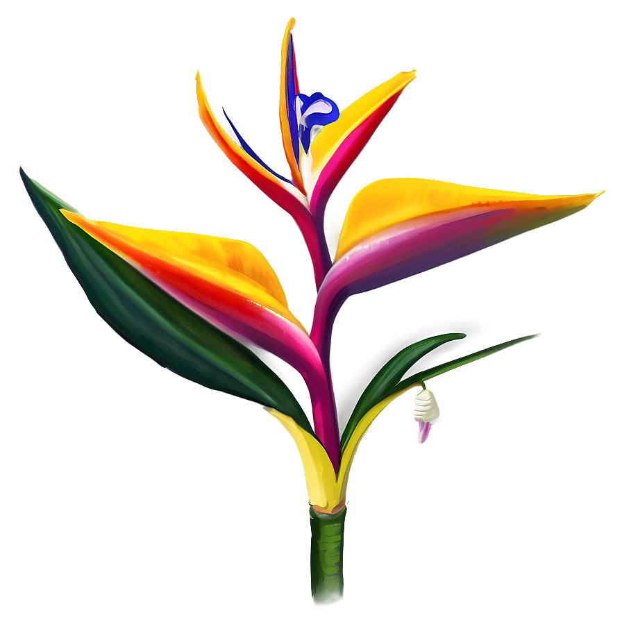 Exotic Bird Of Paradise Png Yev81 PNG image