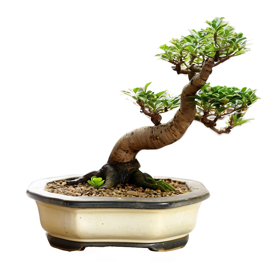 Exotic Bonsai Tree Png 06202024 PNG image