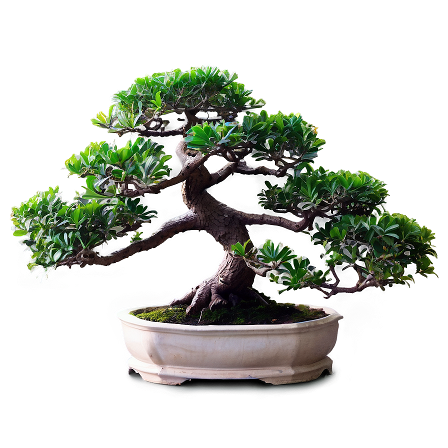 Exotic Bonsai Tree Png 10 PNG image