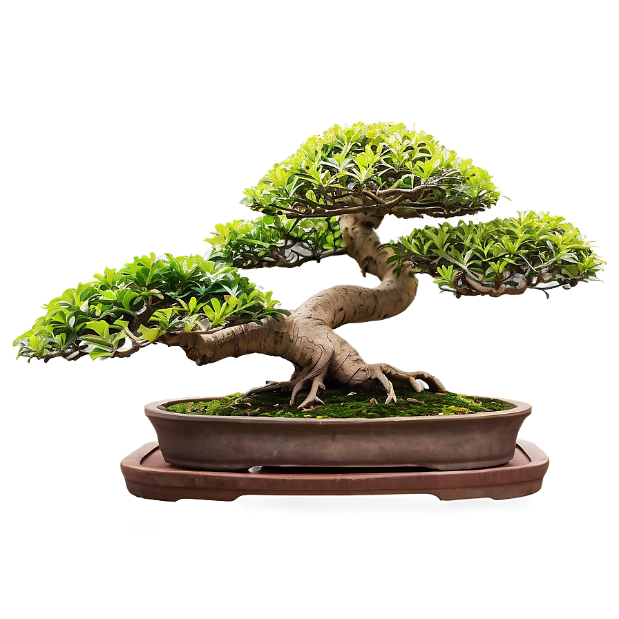 Exotic Bonsai Tree Png Odg43 PNG image