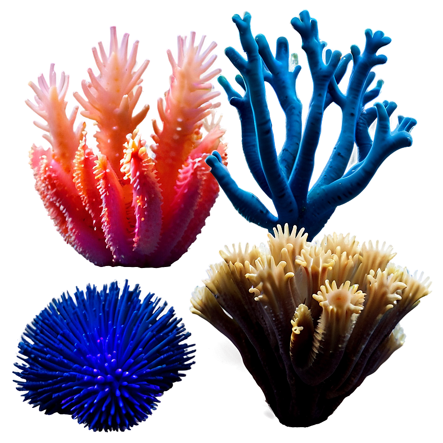 Exotic Coral Species Png Qhk53 PNG image