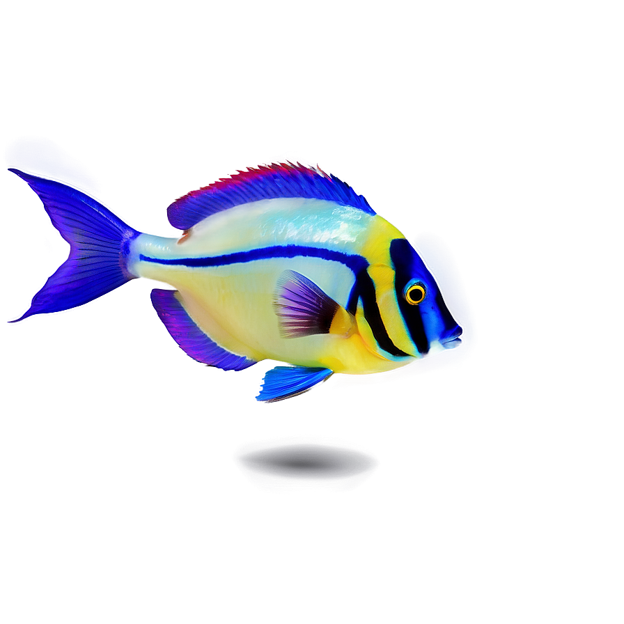 Exotic Fish Transparent Png Amu80 PNG image