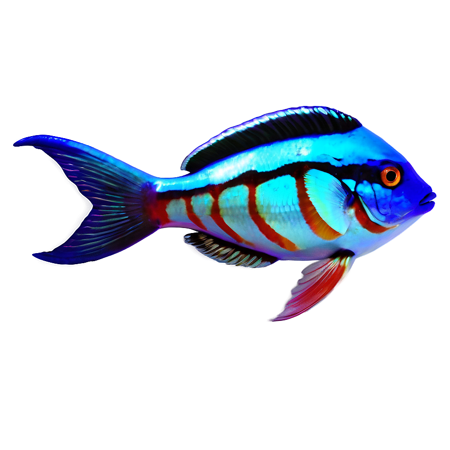 Exotic Fish Transparent Png Qse PNG image