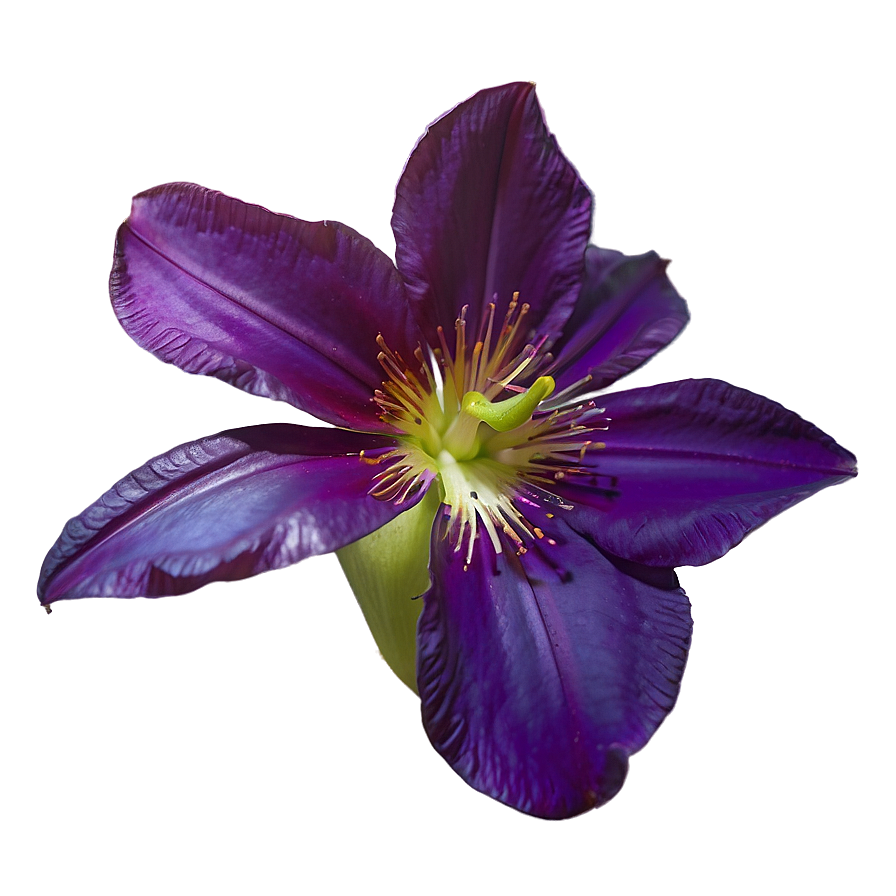 Exotic Purple Bloom Png 98 PNG image