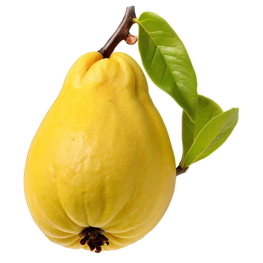 Exotic Quince Species Png 80 PNG image