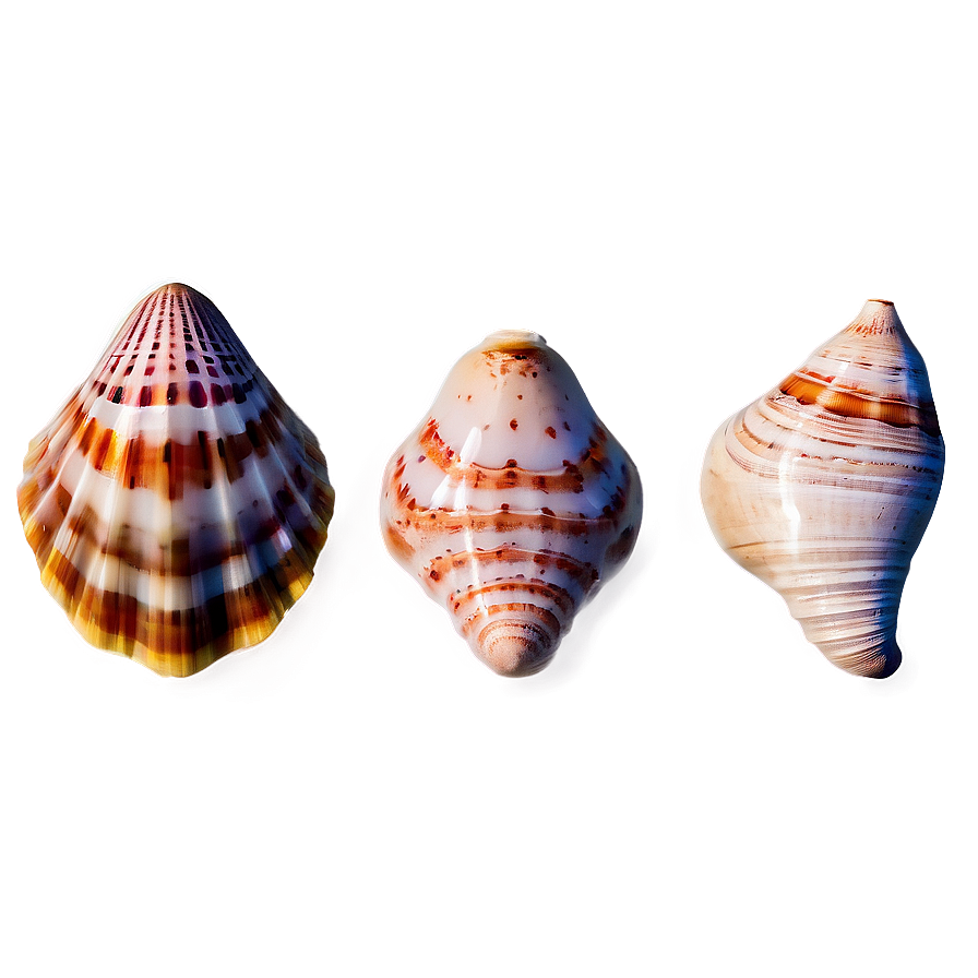 Exotic Seashells Set Png Dfa6 PNG image