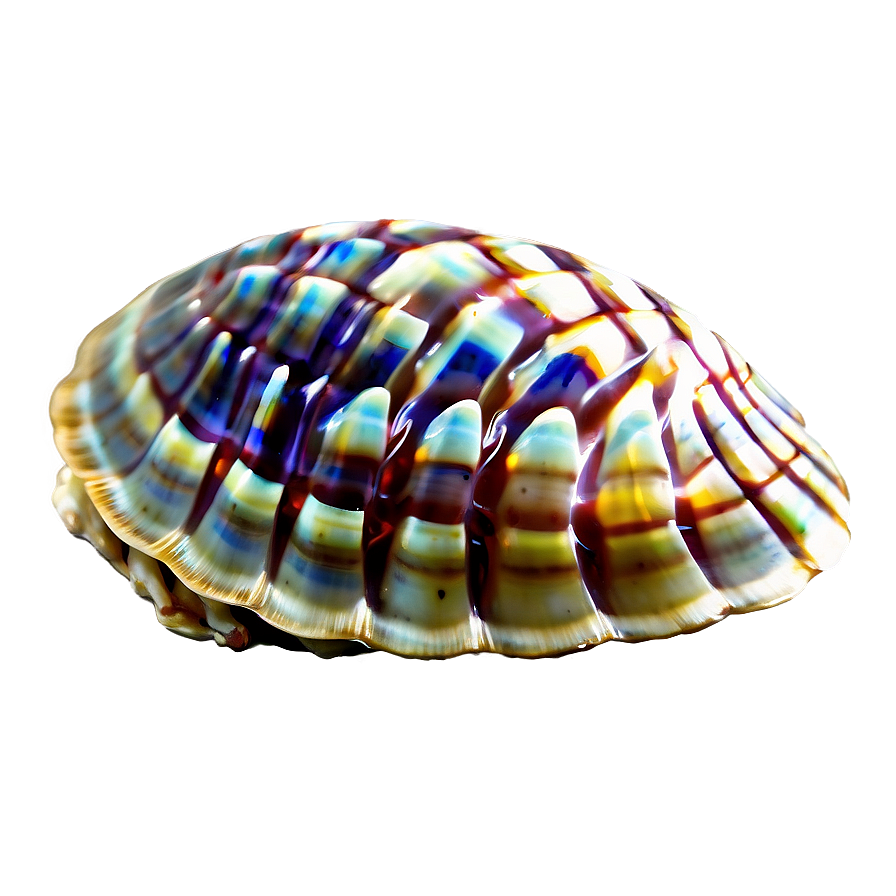 Exotic Shell From Distant Shore Png Rfq62 PNG image