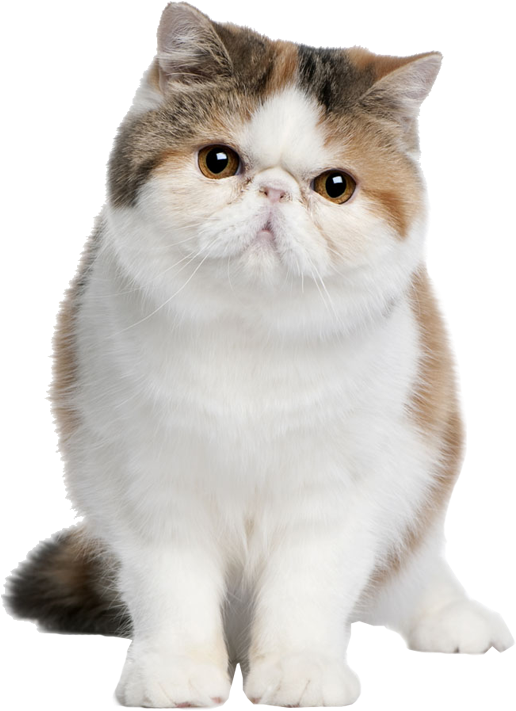 Exotic Shorthair Cat Standing PNG image