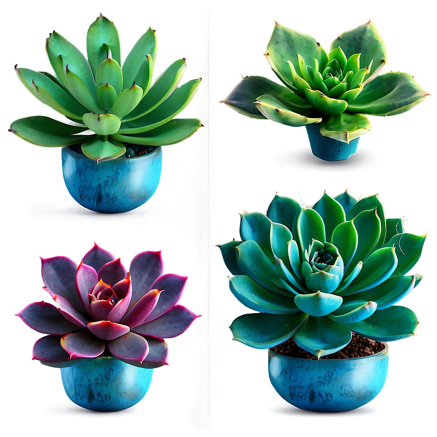 Exotic Succulents Assortment Png 06212024 PNG image