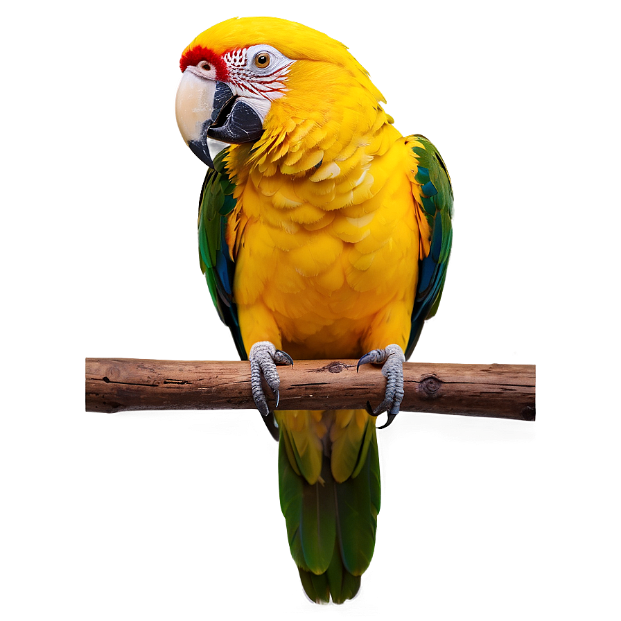 Exotic Yellow Parrot Png Vqs PNG image