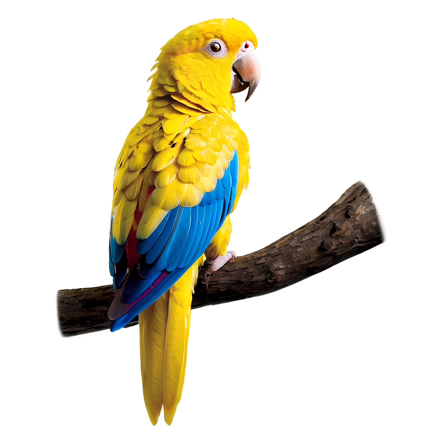 Exotic Yellow Parrot Png Xnt PNG image