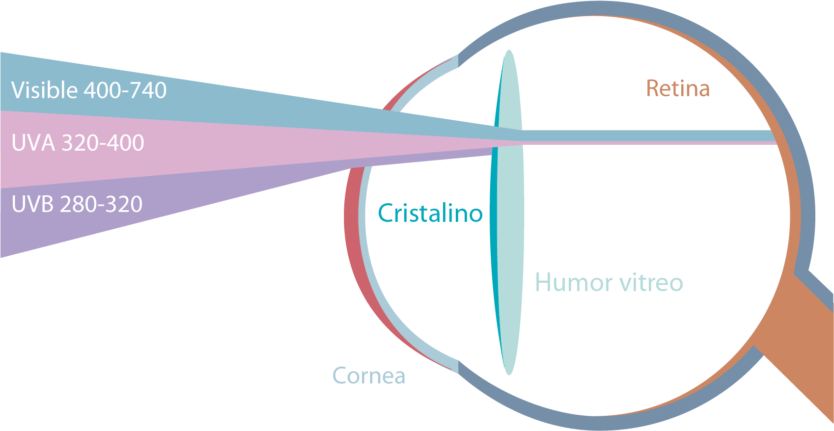 Eye Anatomy U V A U V B Light Wavelengths PNG image