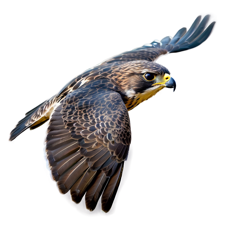 Falcon Bird Hunting Png 05032024 PNG image