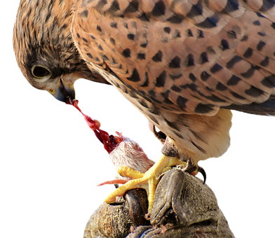 Falcon Feedingon Prey PNG image