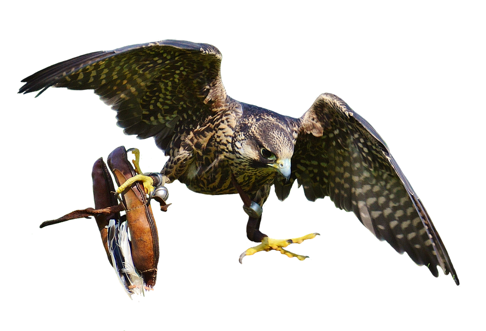 Falconin Flightwith Gloves PNG image