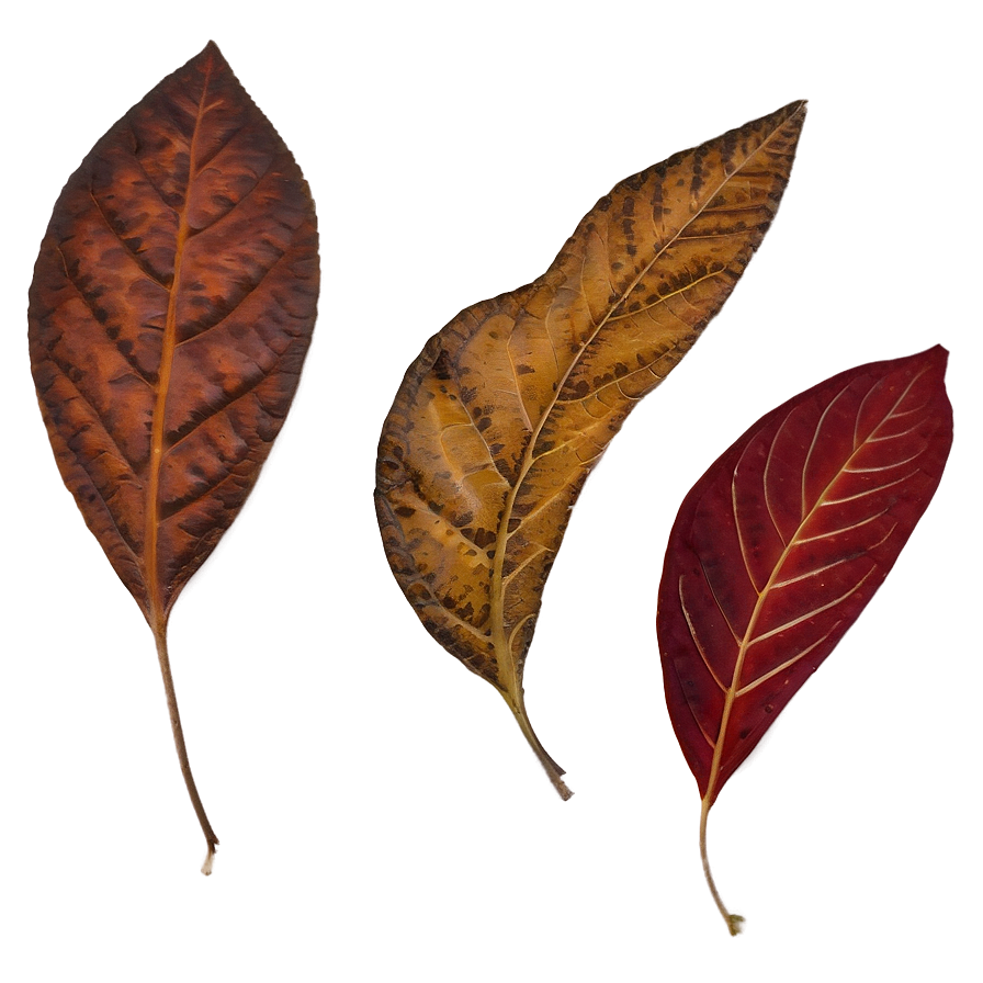 Fall Foliage Png Kub PNG image