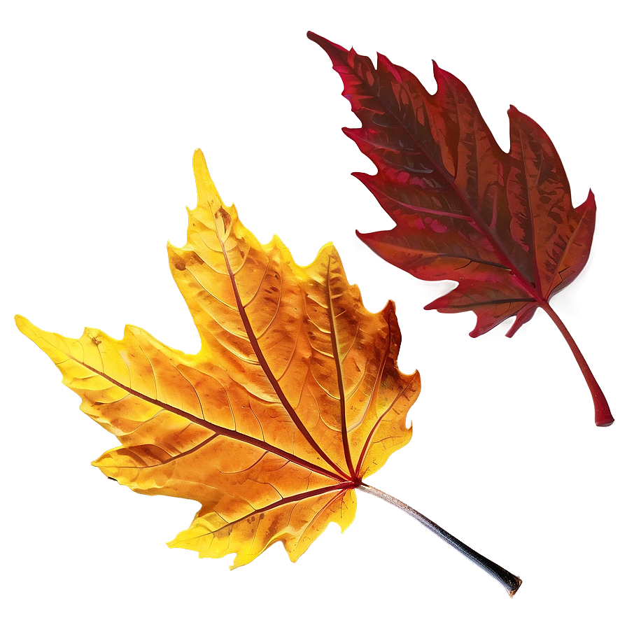 Fall Leaf In Sunlight Png Dyw80 PNG image