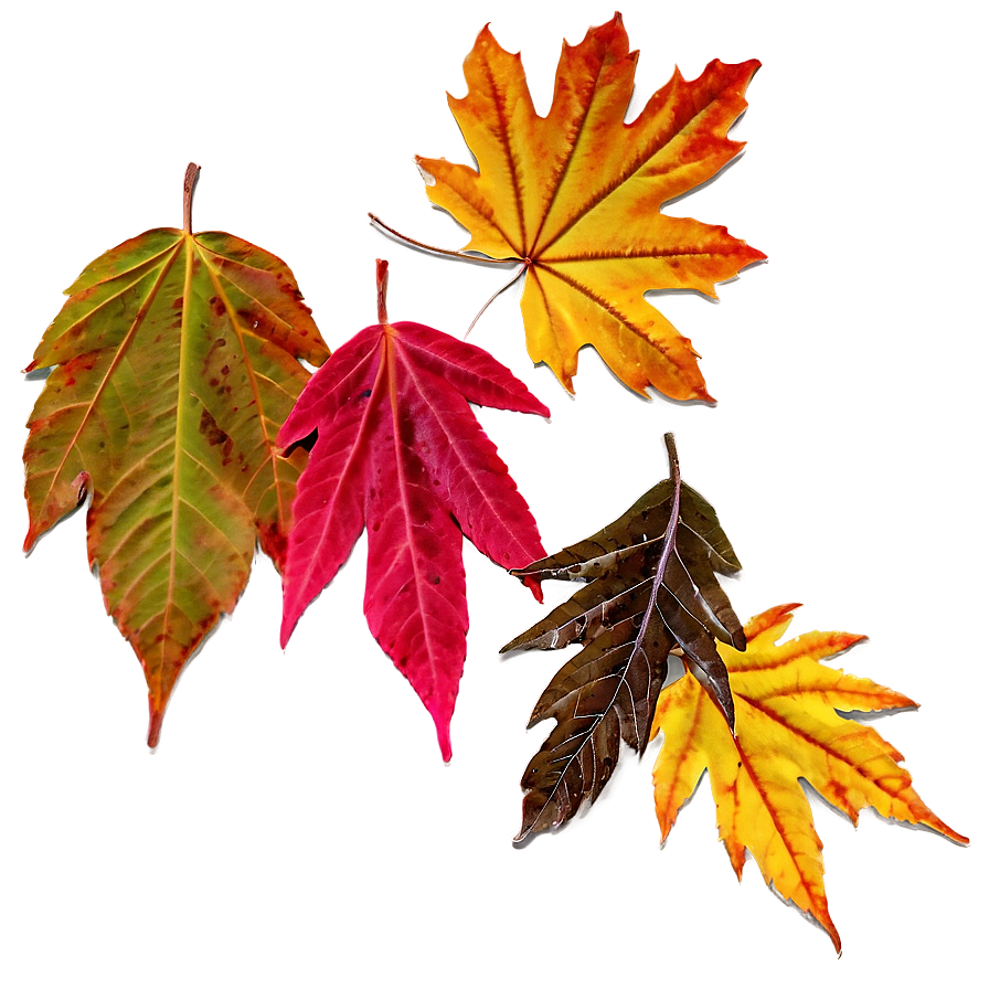 Fall Leaves D PNG image