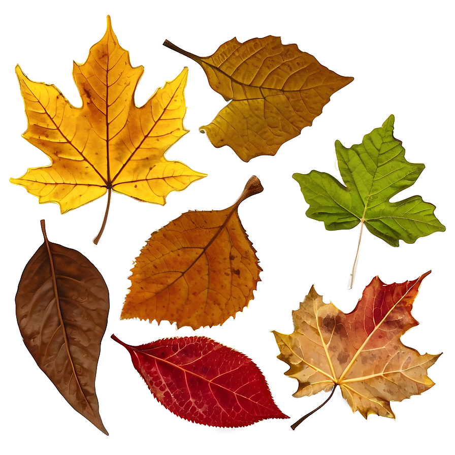 Fallen Leaves In The Park Png 06292024 PNG image