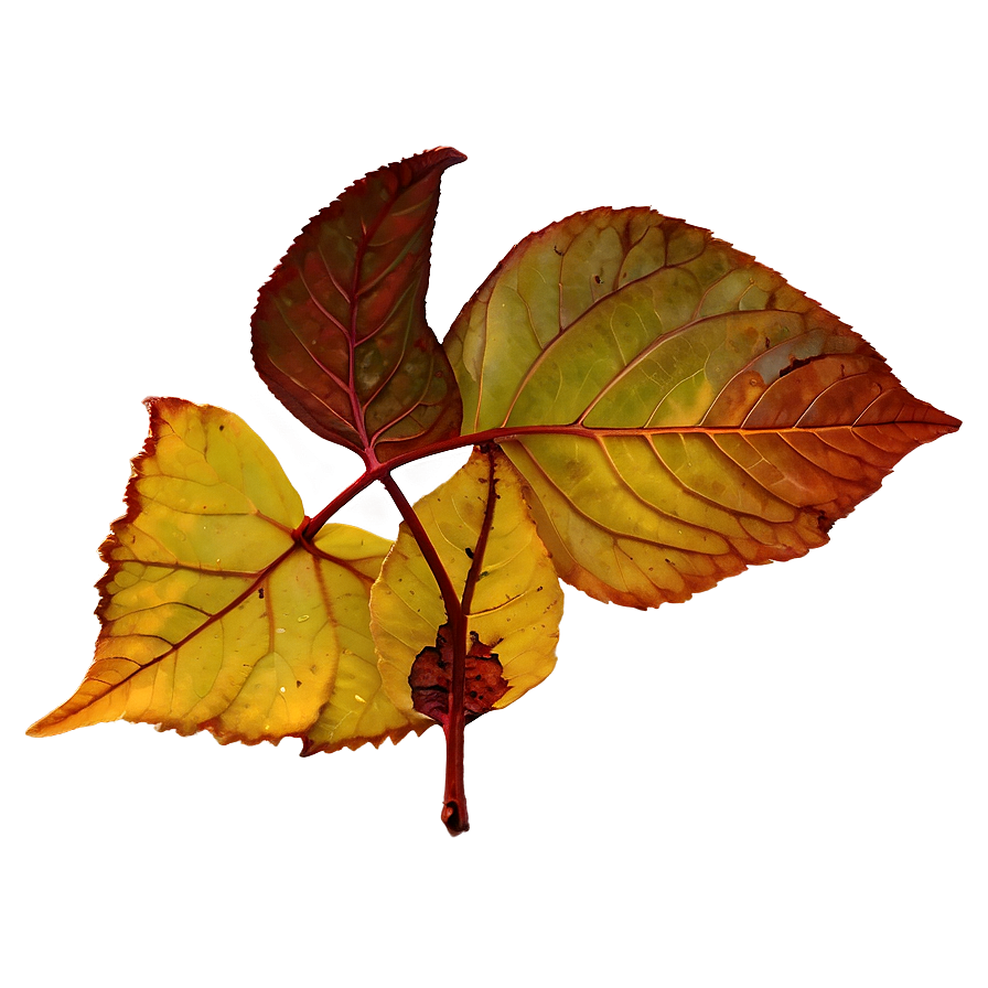 Fallen Leaves Png Ady PNG image