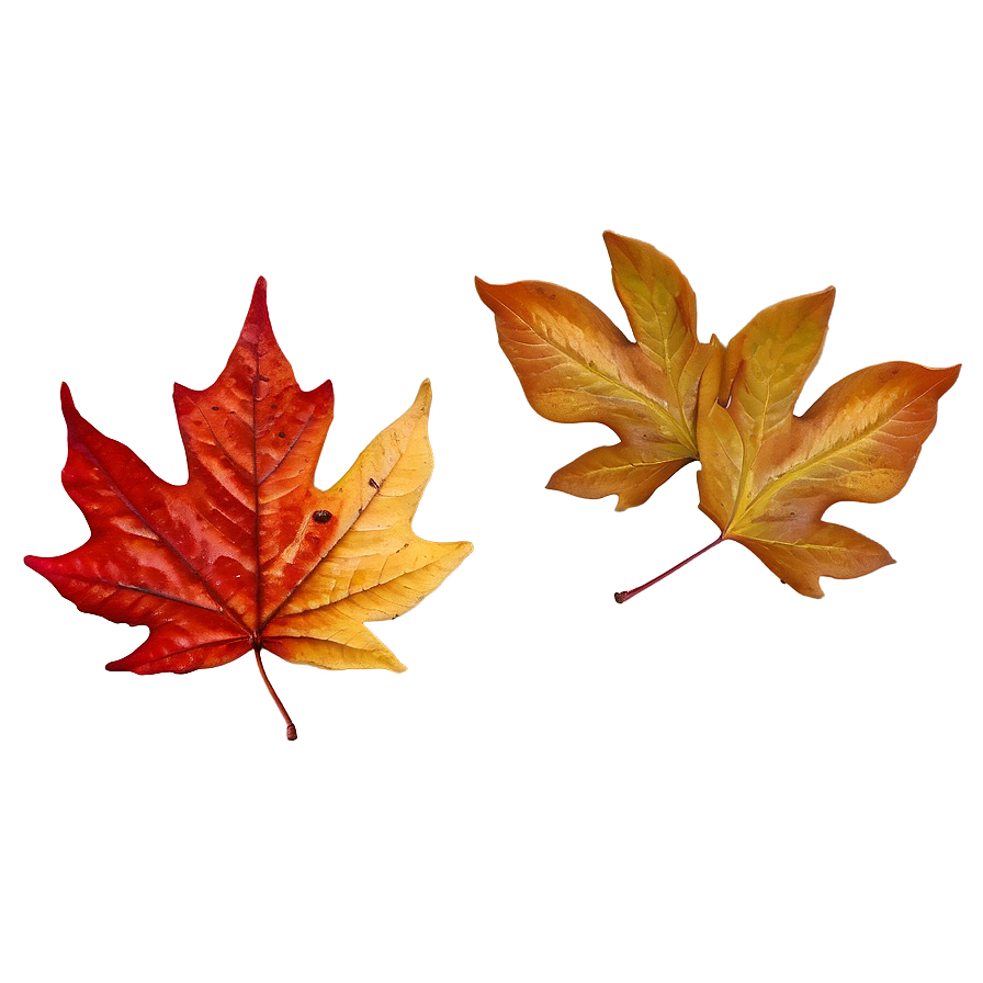 Fallen Leaves Png Gwt23 PNG image