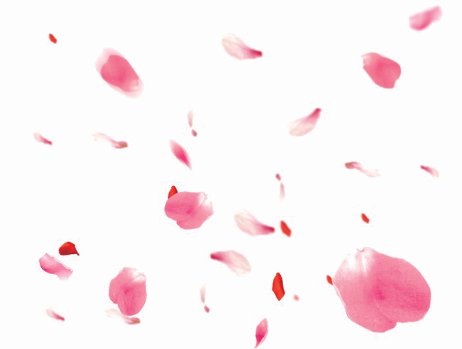 Falling Pink Petals PNG image