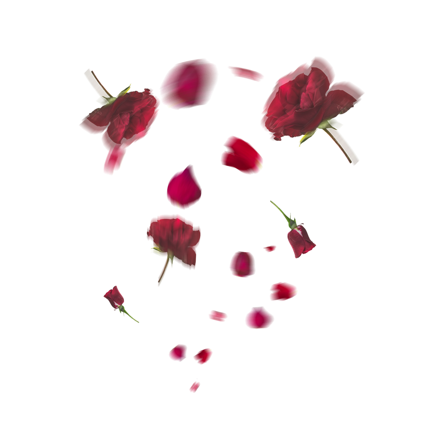 Falling Red Rose Petals PNG image