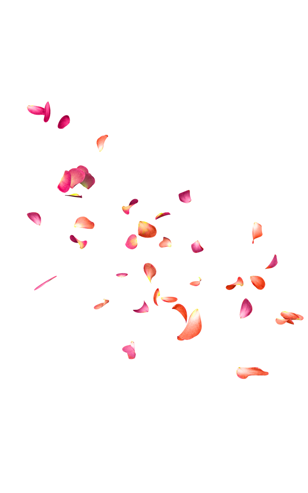 Falling Rose Petals PNG image