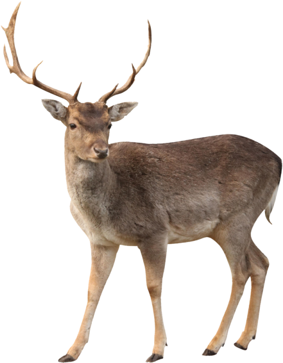Fallow Deer Standing Transparent Background.png PNG image