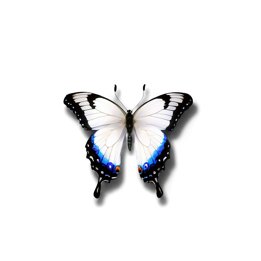 Fancy White Butterfly Png Ffw91 PNG image