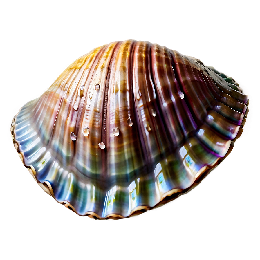 Fantasy Clam Shell Png 79 PNG image