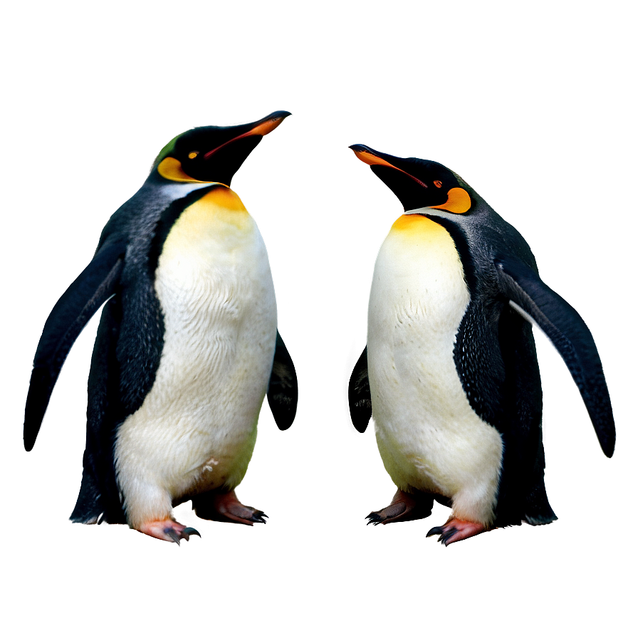 Fashionable Penguin Png 69 PNG image