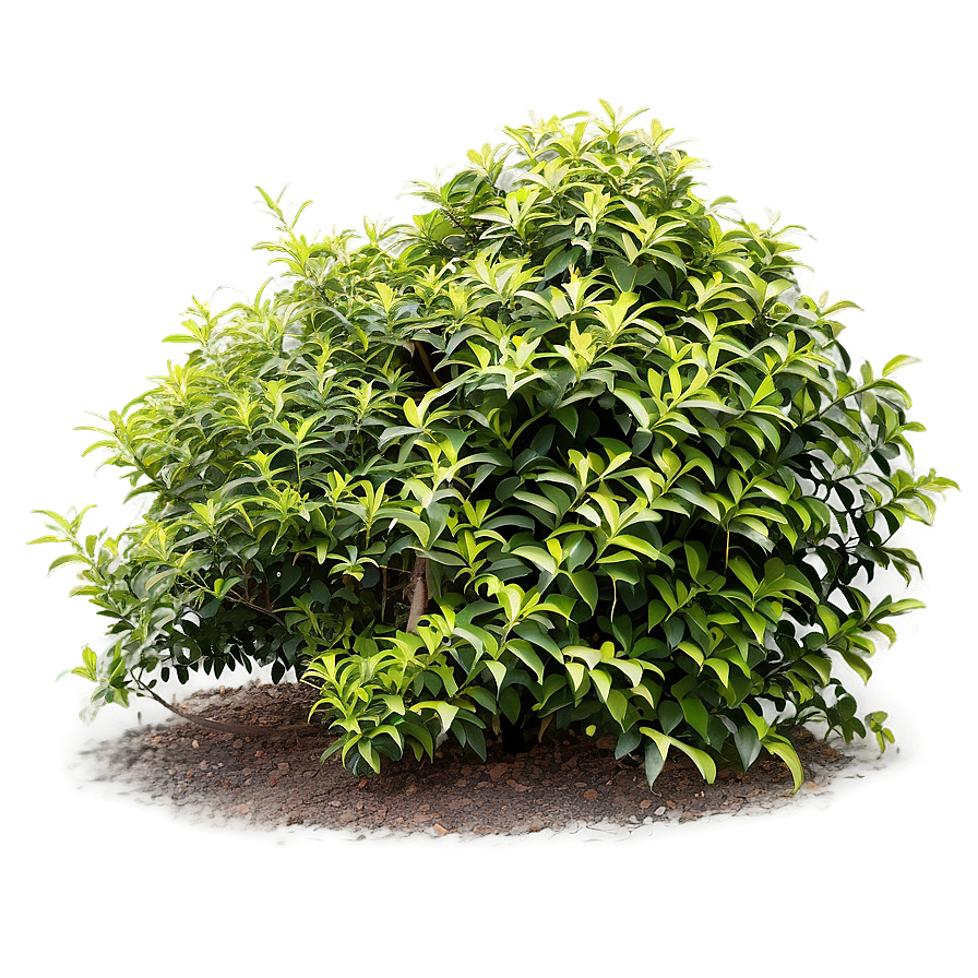 Fast Growing Shrubs Png Ydc PNG image