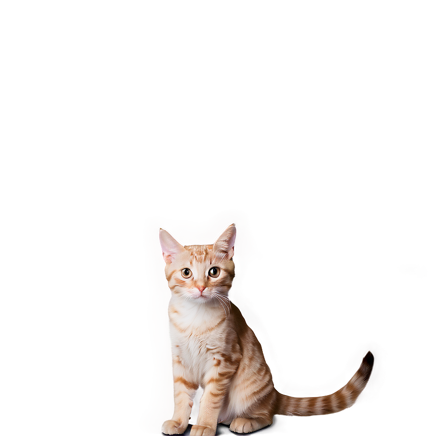 Fearful Cat Meme Png 05212024 PNG image