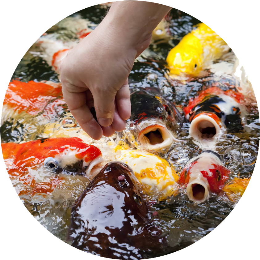 Feeding Timeat Koi Pond.png PNG image