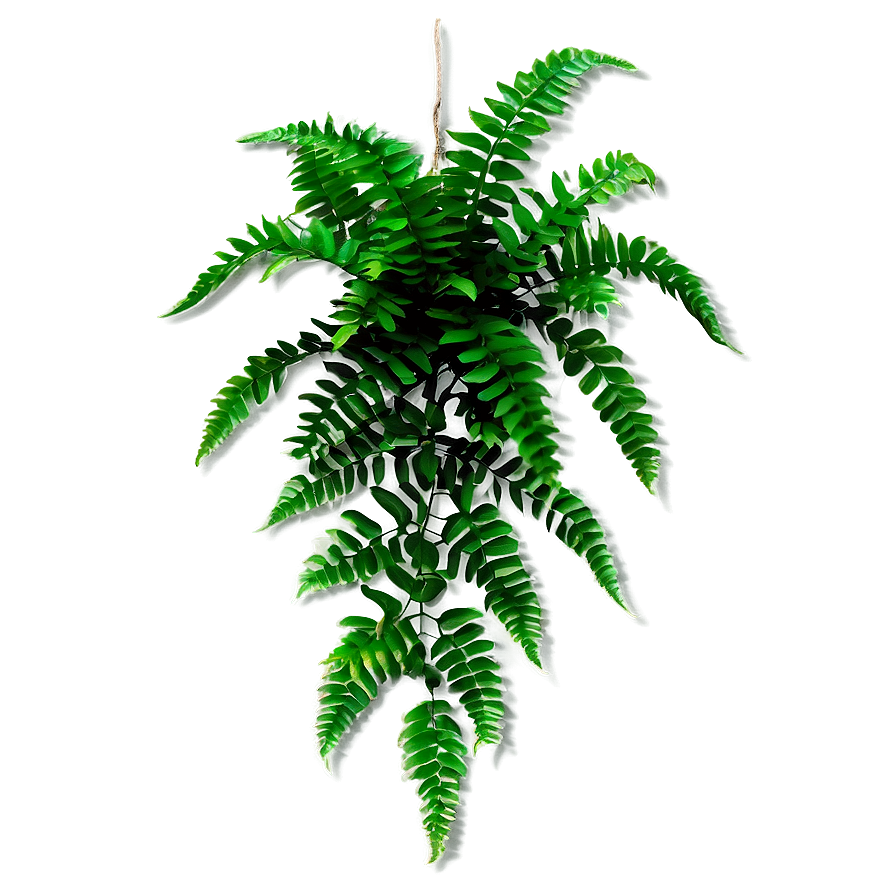 Fern Hanging Plant Png 05252024 PNG image