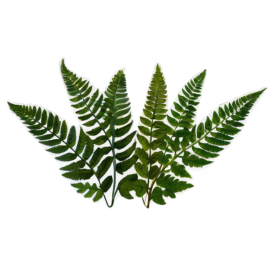 Fern Leaf Botanical Print Png 06282024 PNG image