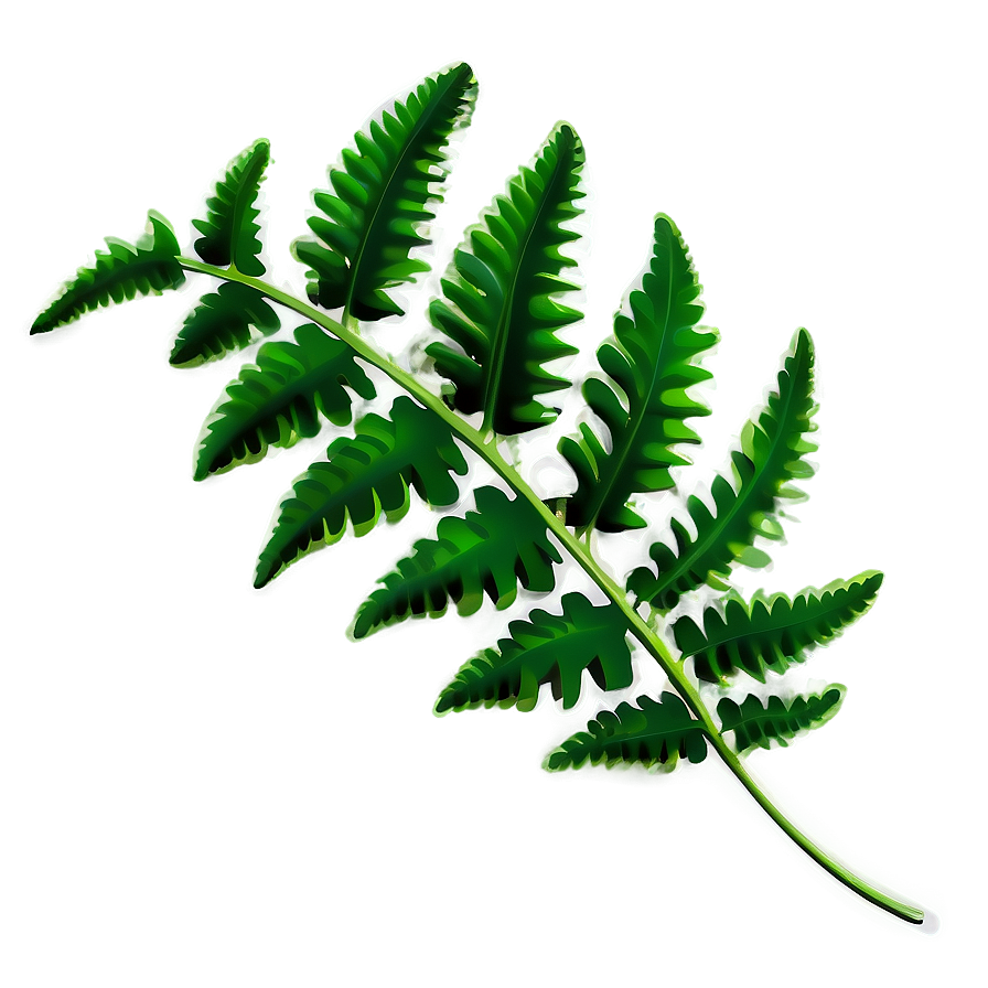 Fern Leaf Illustration Png 63 PNG image