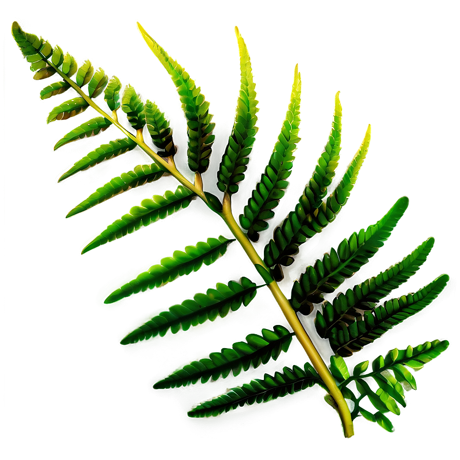 Fern Leaves Png 05042024 PNG image