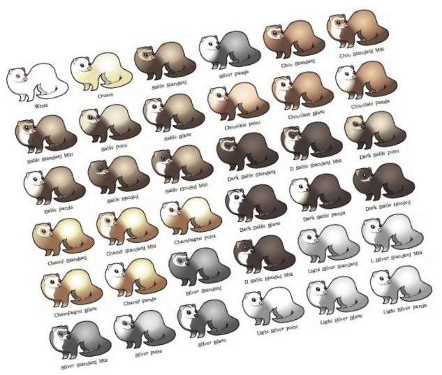 Ferret Color Variations Chart PNG image