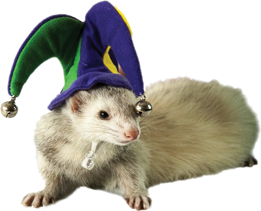 Ferretin Jester Hat PNG image