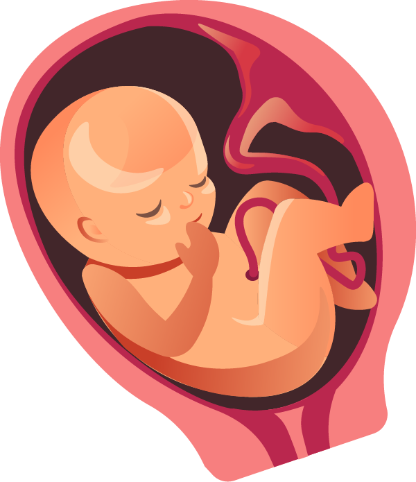 Fetal Development Illustration PNG image