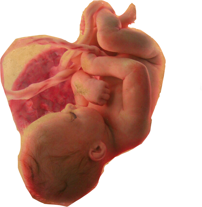 Fetal Developmentin Utero PNG image