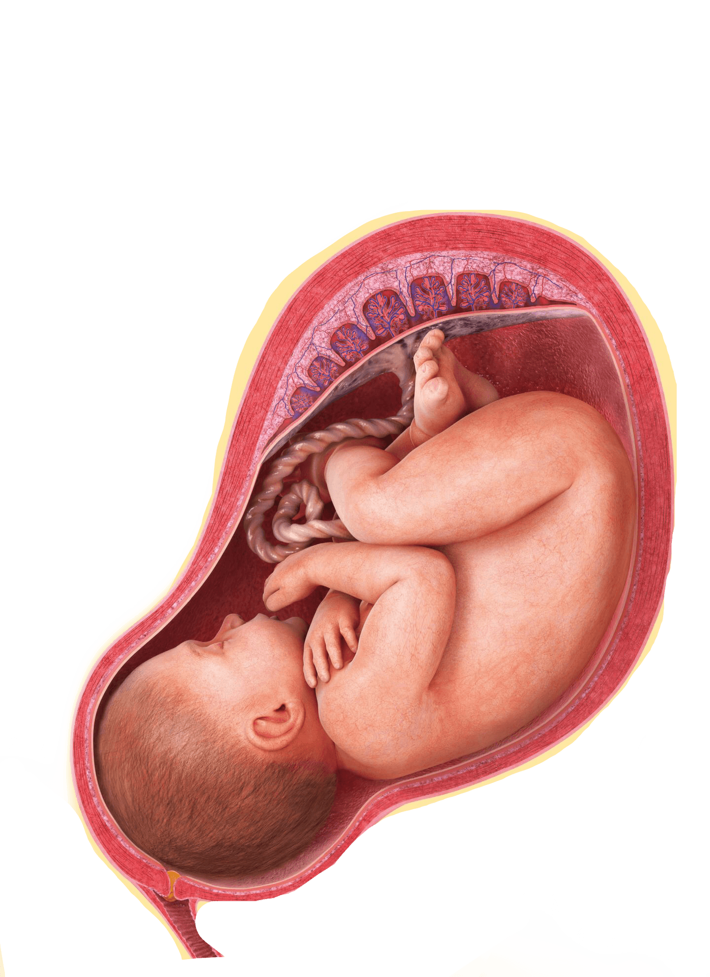 Fetal Developmentin Utero PNG image