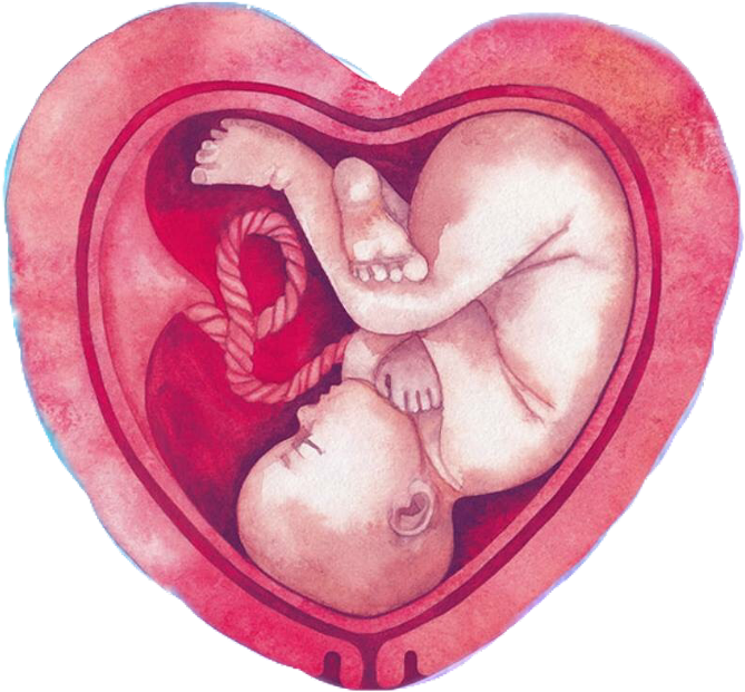 Fetal_ Embrace_in_ Heart_ Shaped_ Womb PNG image