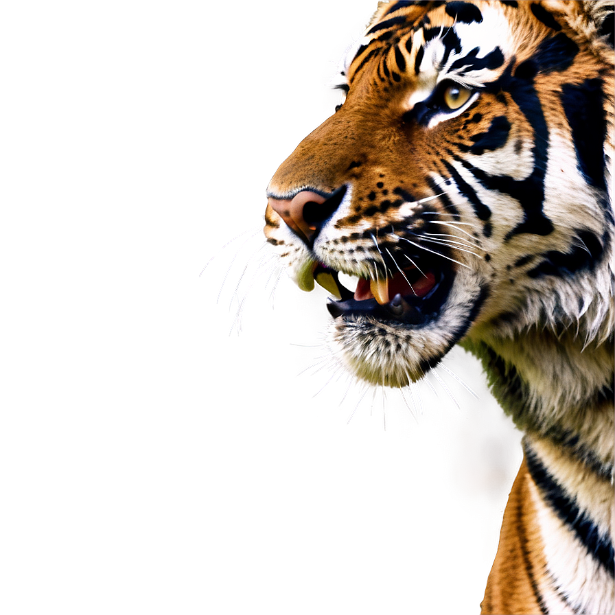 Fierce Tiger Face Png Ack68 PNG image