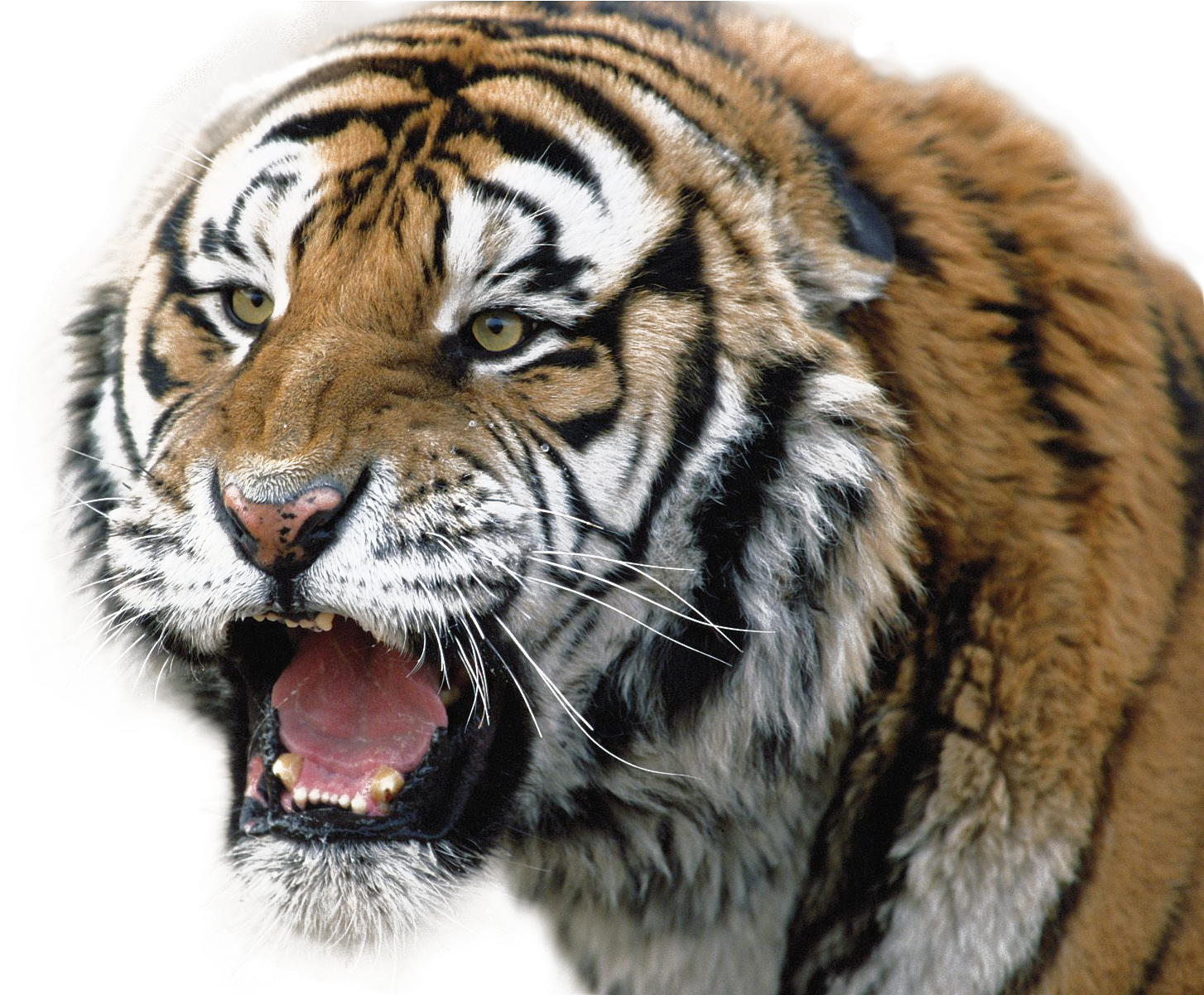 Fierce Tiger Growling PNG image
